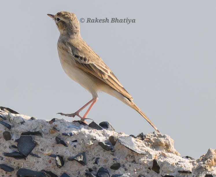 Tawny Pipit